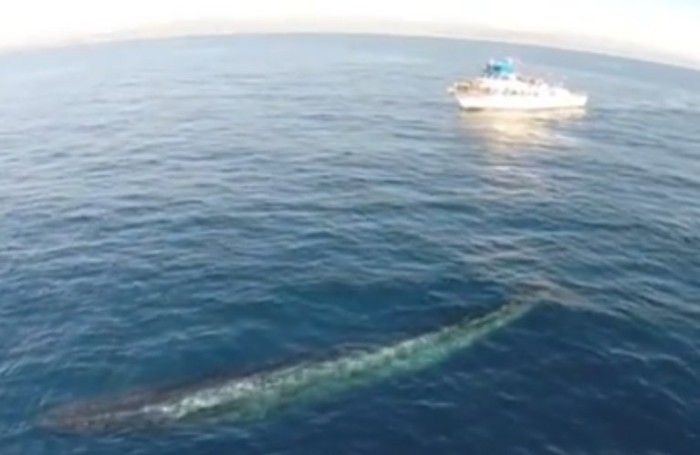 drone-riprende-balena