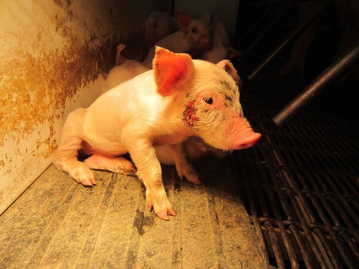 maltrattamento-animali