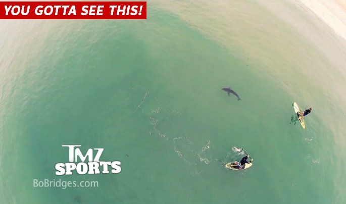 immagine di squalo bianco ripreso da drone