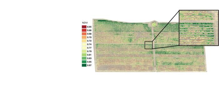 immagine multispettrale per indagine vigore delle piante con i droni