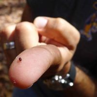 immagine di 226 maPit.AuSt .55