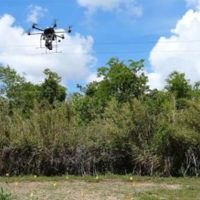 immagine di guacamole