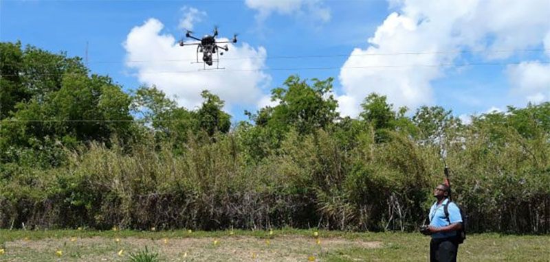 immagine di guacamole