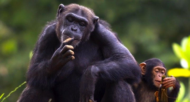 immagine di The cub of a chimpanzee sitting and relax in the nature via Shutterstock
