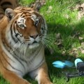 immagine di bebop tigre zoo