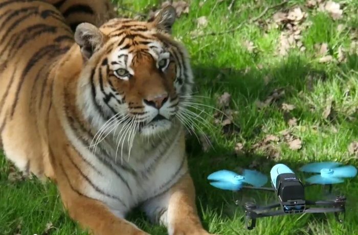 immagine di bebop tigre zoo
