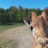 immagine di drobne bebop giraffa