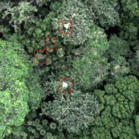 immagine di drone chimp 1