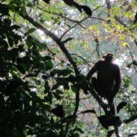 immagine di drone chimp