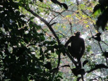 immagine di drone chimp