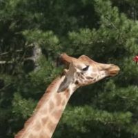 immagine di parrot drone giraffa