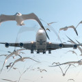 immagine di birdstrike