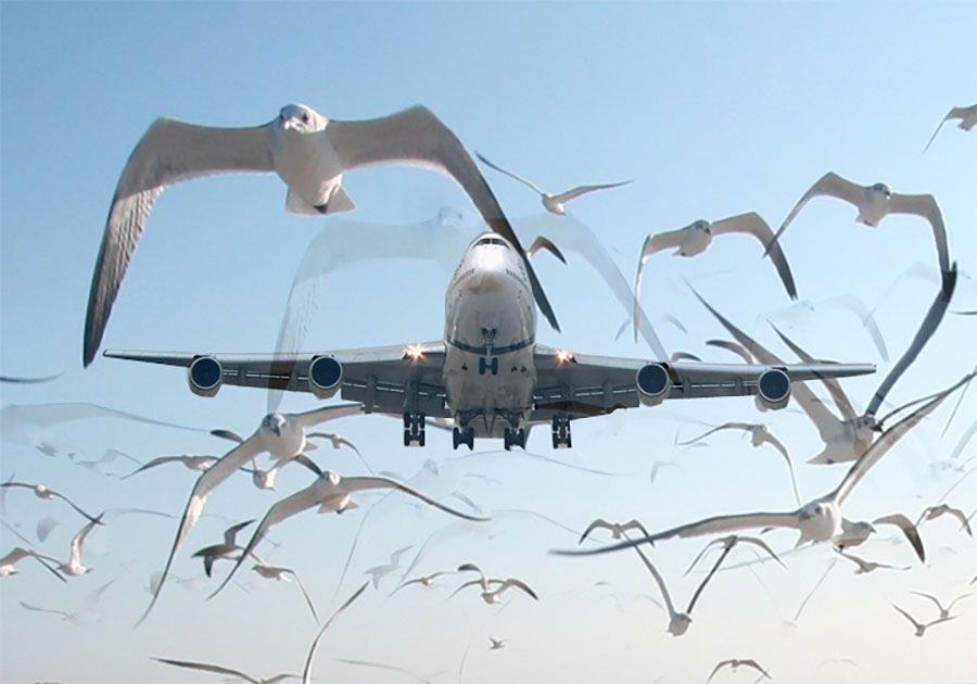 immagine di birdstrike