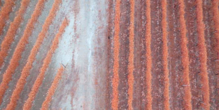 immagine campo prelevata da drone