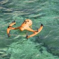drone volante e anti spruzzo seagle