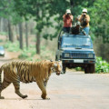 immagine di tiger and drone