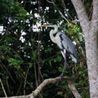 immagine di 4.Parrot Amazzonia EquipeSansMaison 4