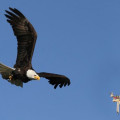 immagine di drone banned game commission