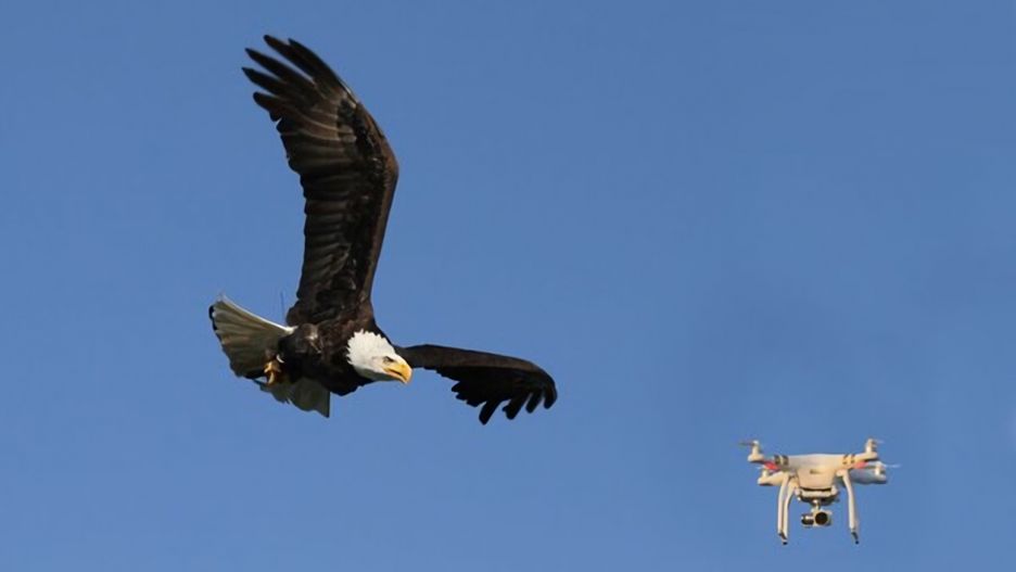 immagine di drone banned game commission