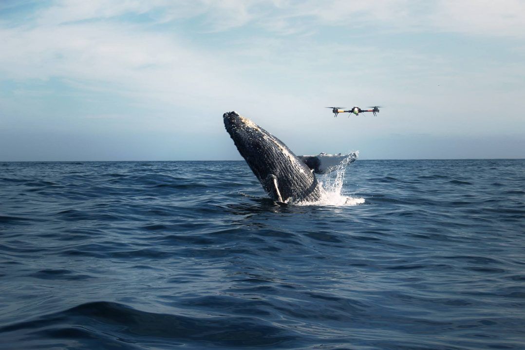 immagine di maxresdefault 5