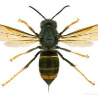 800px-Vespa_velutina_nigrithorax_MHNT_dos