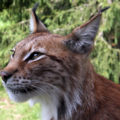 immagine di Lynx lynx 4 2