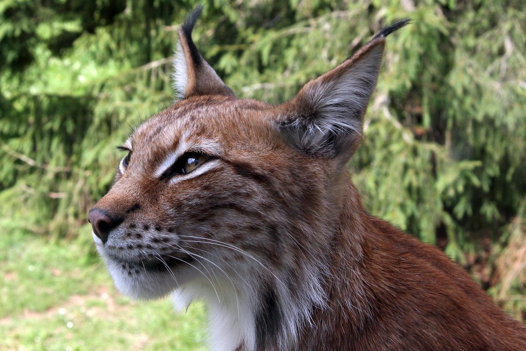 immagine di Lynx lynx 4 2