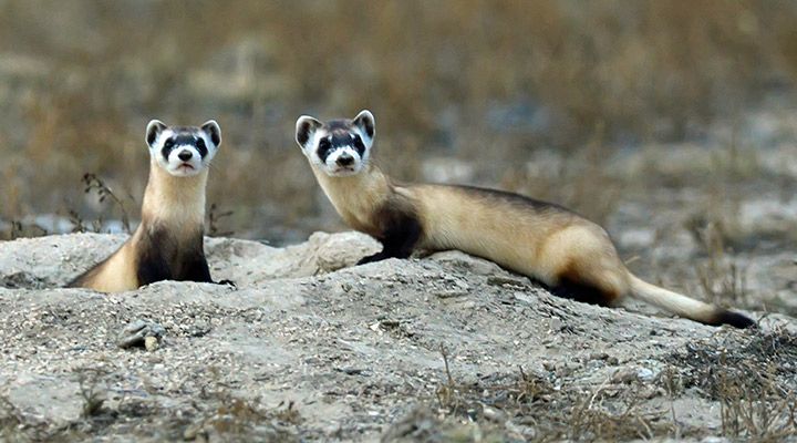 immagine di black footed ferrets