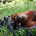 droni per salvare gli orango in estinzione