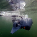 immagine di underwater action 720x480 c