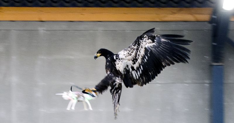 aquile-contro-droni in olanda