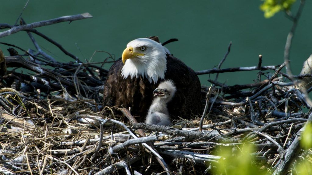 immagine di eagle
