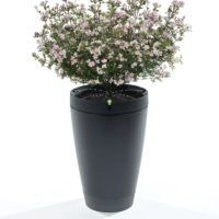 immagine di Parrot Pot Black Plant