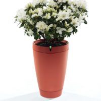 immagine di Parrot Pot Red Plant 1