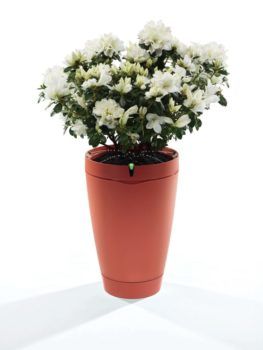 parrot-pot_red-plant