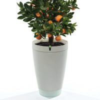 immagine di Parrot Pot White Plant