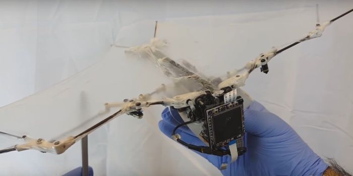 immagine di drone pipistrello