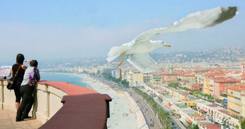 drone sterilizzare gabbiani nizza