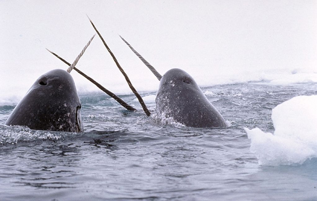 immagine di narwhals