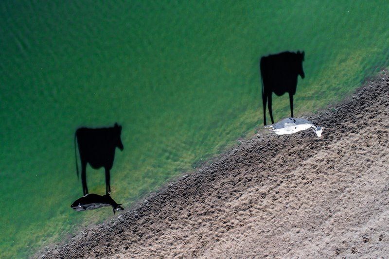 Two moo - foto International Drone Photography Contest
