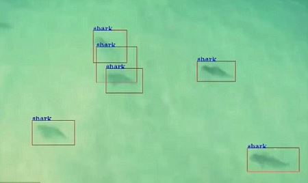 come il drone individua gli squali