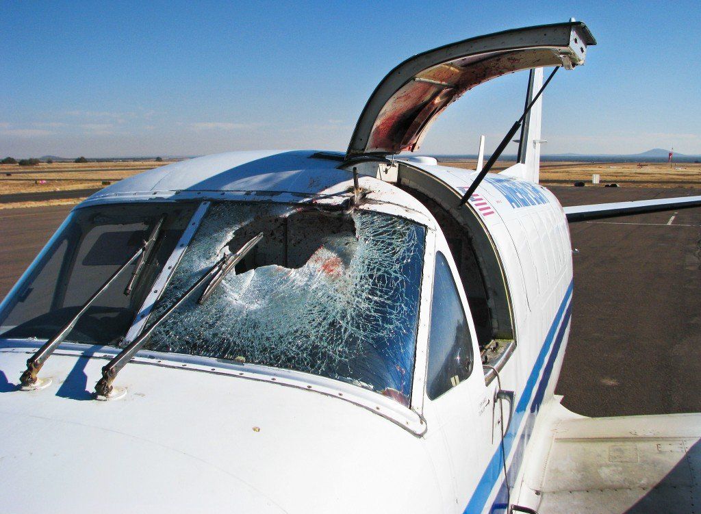 immagine di bird strike