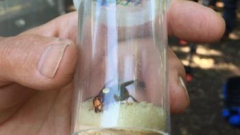 _97652263_asianhornetbbc3