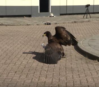 immagine di EAGLE CATCH resize md