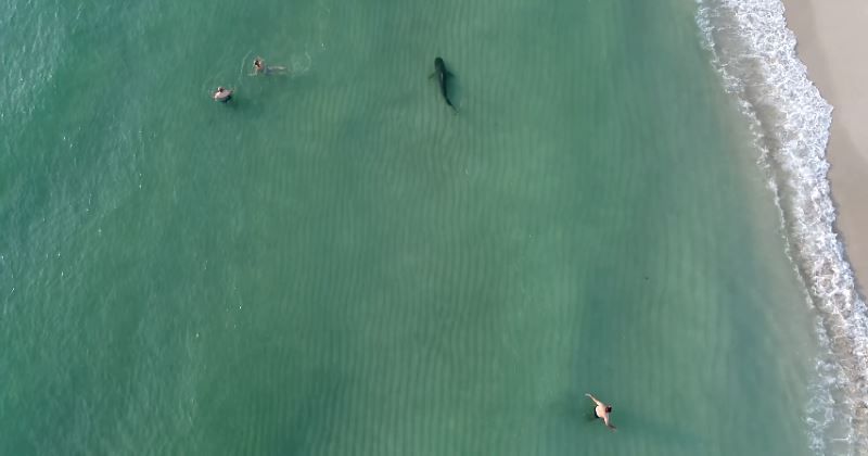 video drone squalo miami beach