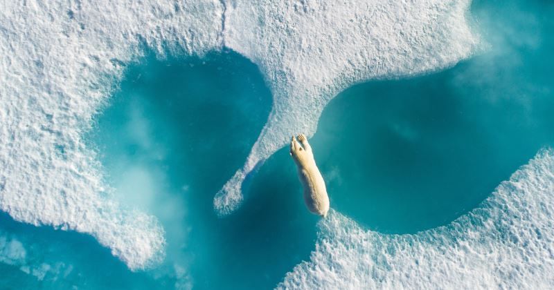 foto above the polar bear