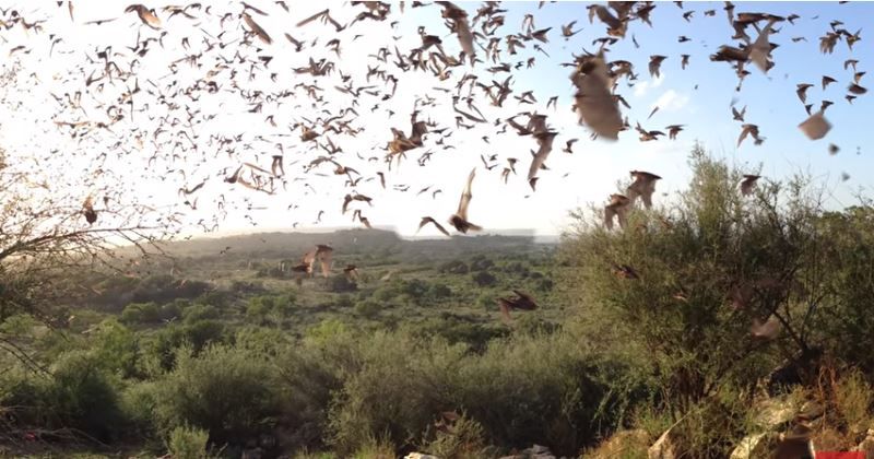 chirocottero il drone che studia i pipistrelli