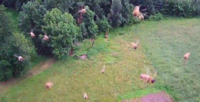 drone attaccato da sciame di api