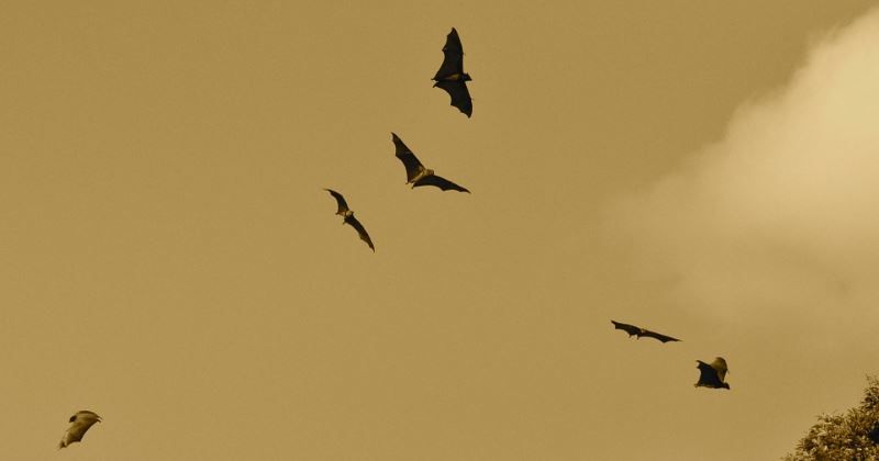 drone ecolocalizzazione come i pipistrelli