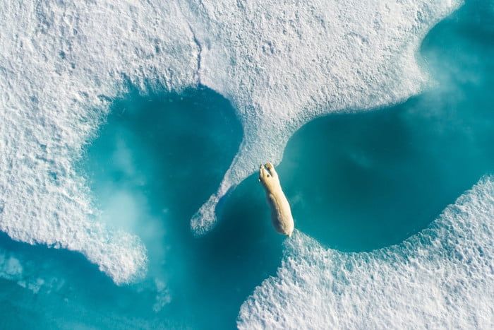 immagine di abovethepolarbear 700x467 c